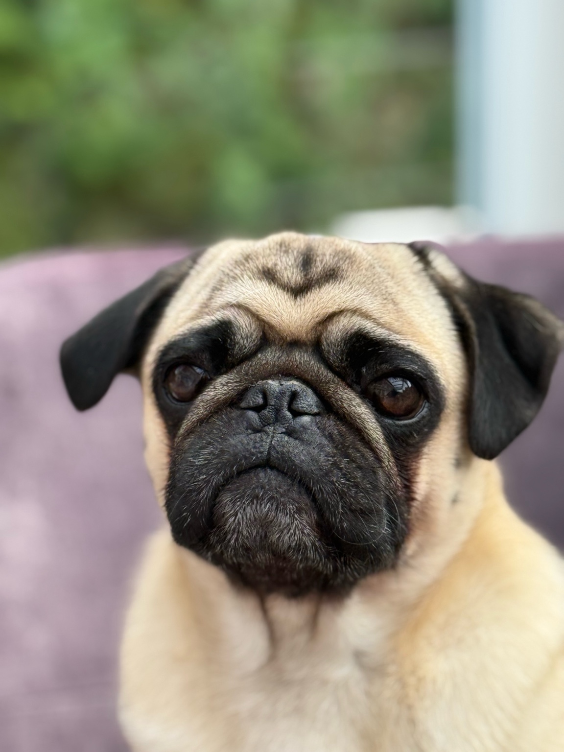 Bruno der Mops